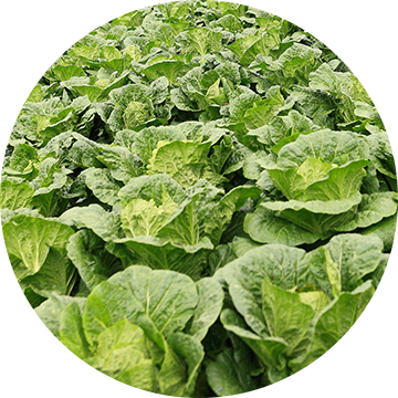 등뼈가 핵심 식재료 - 국내산 해남 우거지